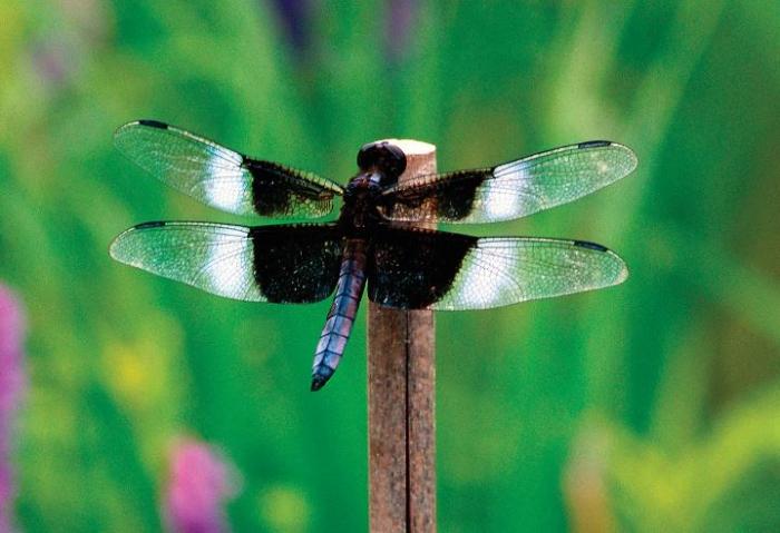 dragon fly at 3 Beaver Meadow Adventures