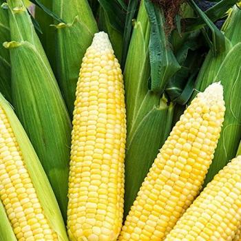 Sweet Corn in Wyoming County NY