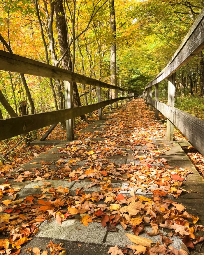 Beaver Meadow Audobon in North Java NY