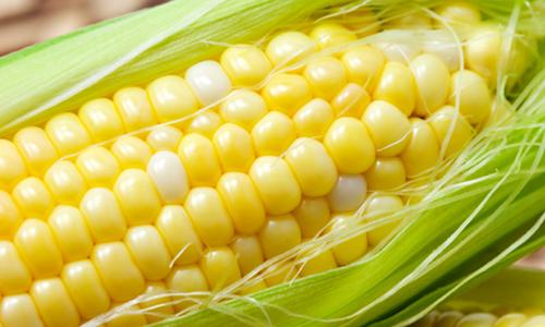 corn in Wyoming County NY