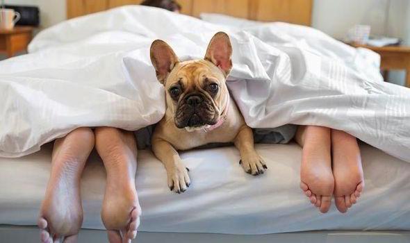 dog in bed with owners