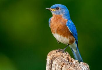 New York's State Bird - Eastern Bluebird