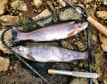 Western NY fishing