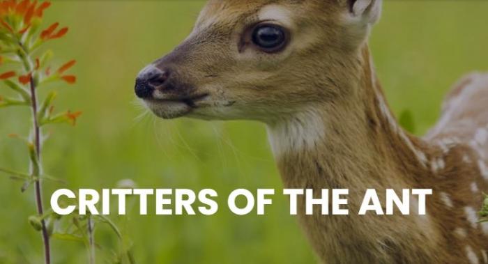 Critters of the ANT Theme Weekend on the Autism Nature Trail in Letchworth State Park