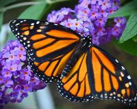 butterfly on flower