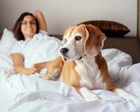 dog laying with owner in bed