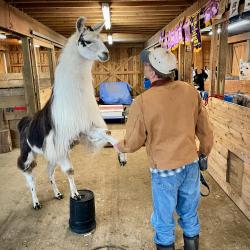 fast Legepladsudstyr Kosciuszko Western New York Llama Fest - Wyoming County Tourism