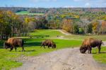 Visit the wild animals at Hidden Valley Animal Adventure - Photo by Steve Shoemaker