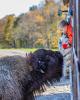 Enjoy excitement at Hidden Valley Animal Adventure - Photo by Steve Shoemaker